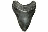 Fossil Megalodon Tooth - Georgia #151516-1
